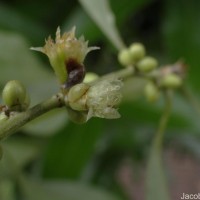 Neolitsea cassia (L.) Kosterm.